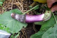 흰 썩음병에 걸린 푸른 것들