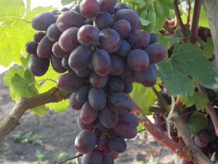 가지에 달린 포도