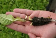 양배추의 검은 다리