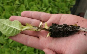 양배추의 검은 다리