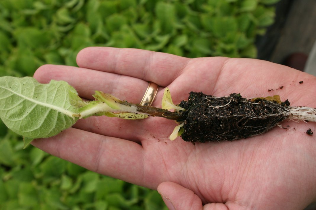 양배추의 검은 다리