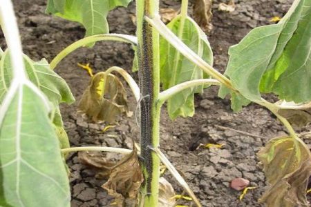 오이의 검은 다리