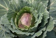 양배추의 보라색 잎