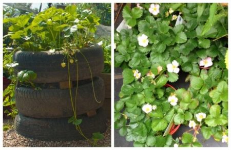 타이어 속의 딸기