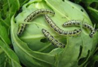 양배추 위의 애벌레