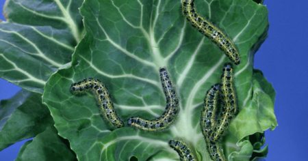 애벌레와의 싸움