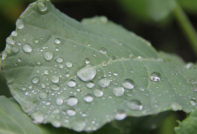 양배추에 떨어지는 물방울