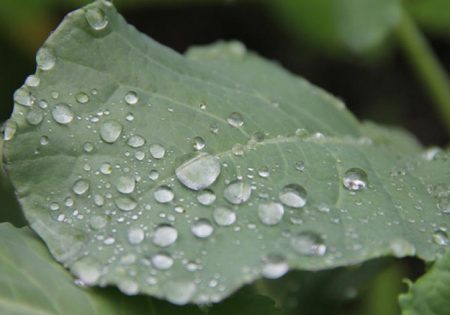 양배추에 떨어지는 물방울