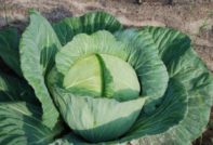양배추