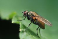 양배추에 파리가 붙다