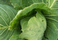 개봉하지 않은 양배추