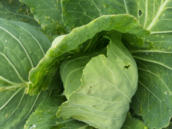 개봉하지 않은 양배추