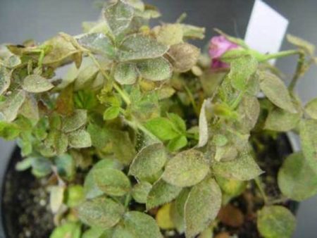 식물에 있는 진드기