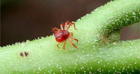매우 조그만 것