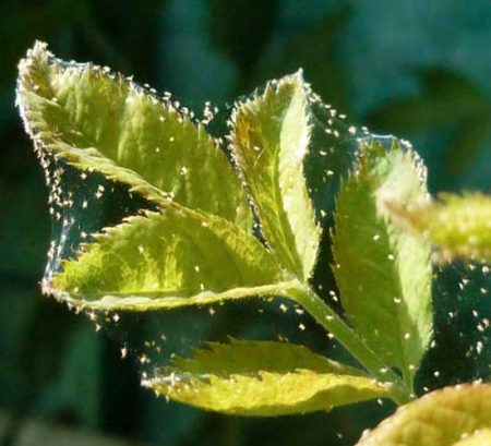 식물에 있는 진드기