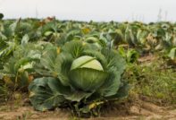 양배추밭