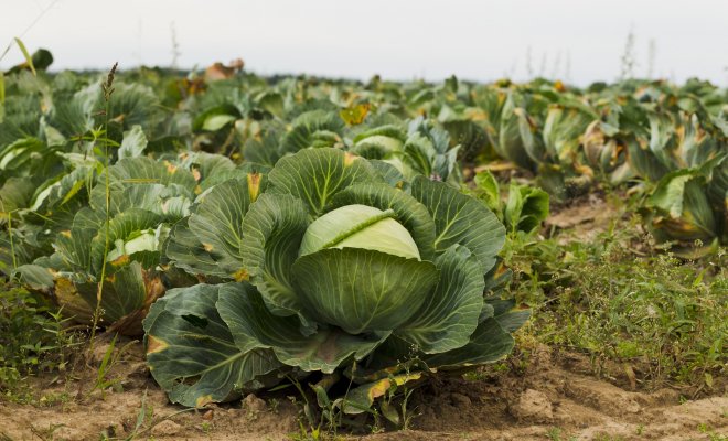 양배추밭