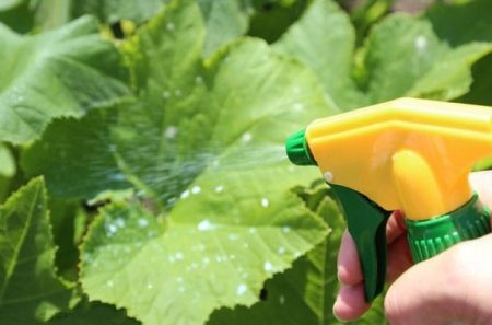 잎에 먹이를 주는 것