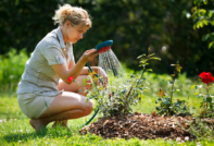 장미에 비료를 주다