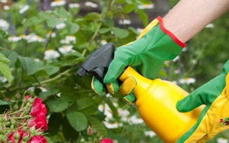 잎에 먹이를 주는 것