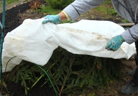 겨울 동안 장미를 덮다