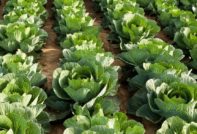 양배추 후 야채