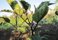 가지가 꽃을 피우고 있어요