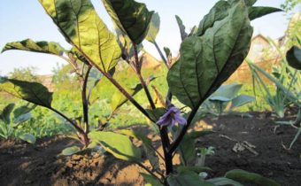 가지가 꽃을 피우고 있어요