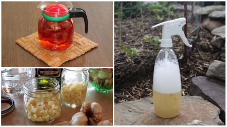 장미 진드기 방제