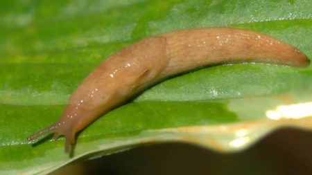 달팽이가 기어가고 있어요