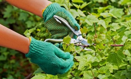 건포도 가지치기