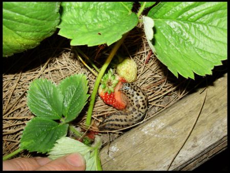 달팽이가 먹는다