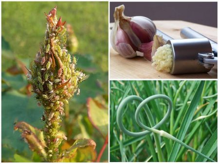 진딧물에 대한 마늘