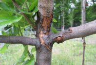 사과나무 껍질이 갈라지고 있어요