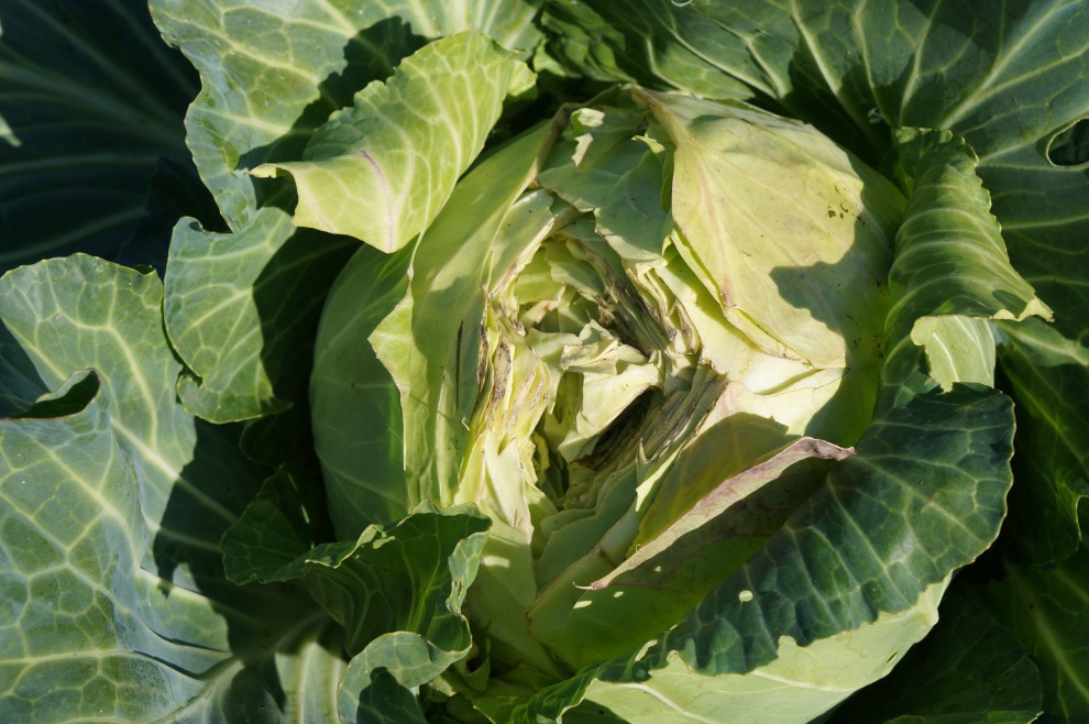 양배추가 터지고 있어요