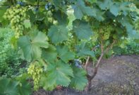 포도 여름 관리