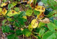 잎이 노랗게 변하고 있어요