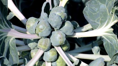 브뤼셀 스프라우트 관리