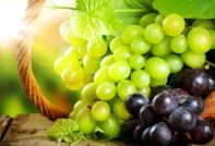 파블로프스키 포도