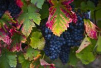 북부 어깨 포도