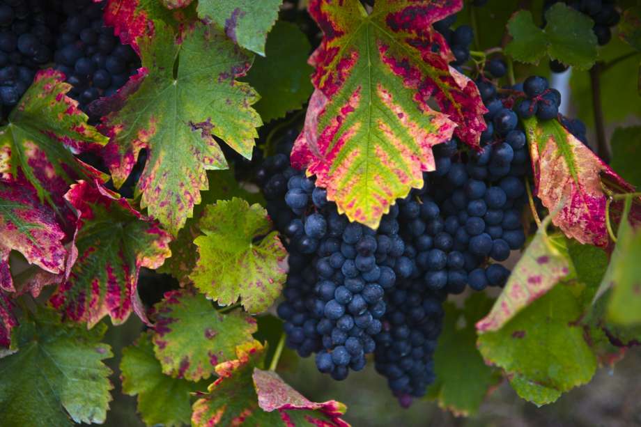 북부 어깨 포도