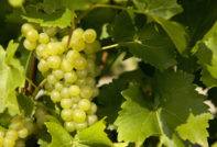 슈퍼 엑스트라 포도