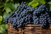 포도 샤로프의 미스터리