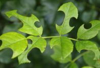 구멍 속의 장미 잎