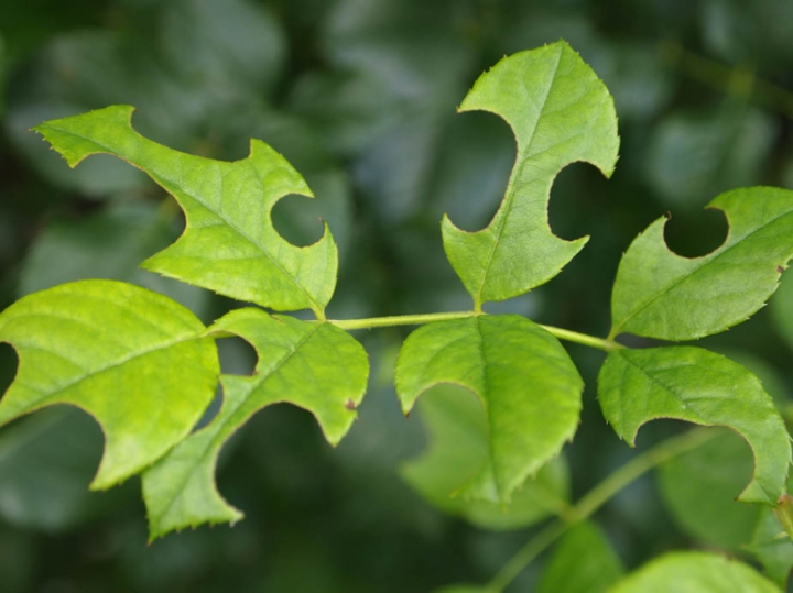 구멍 속의 장미 잎