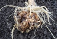 양배추 뿌리혹병