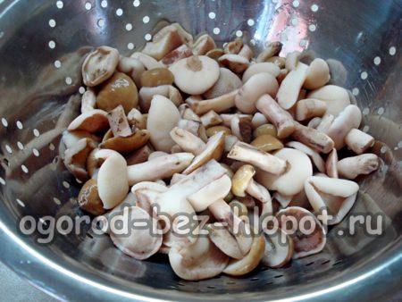 체에 담긴 버터 버섯