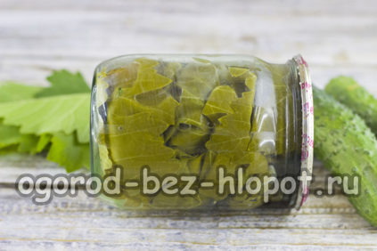 포도 잎 속의 오이