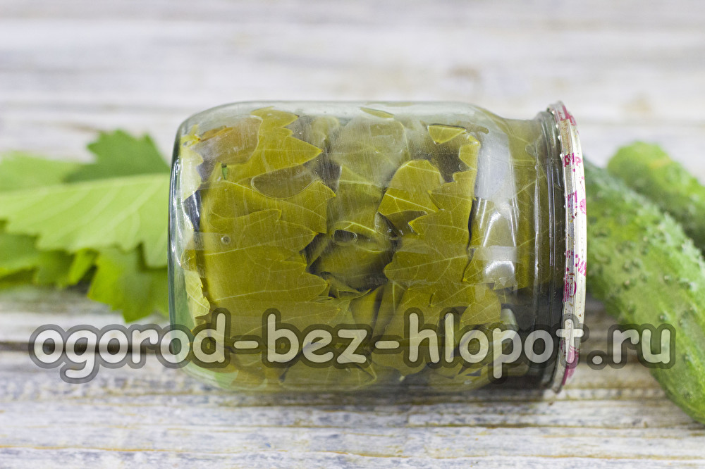 포도 잎 속의 오이