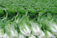 배추 재배